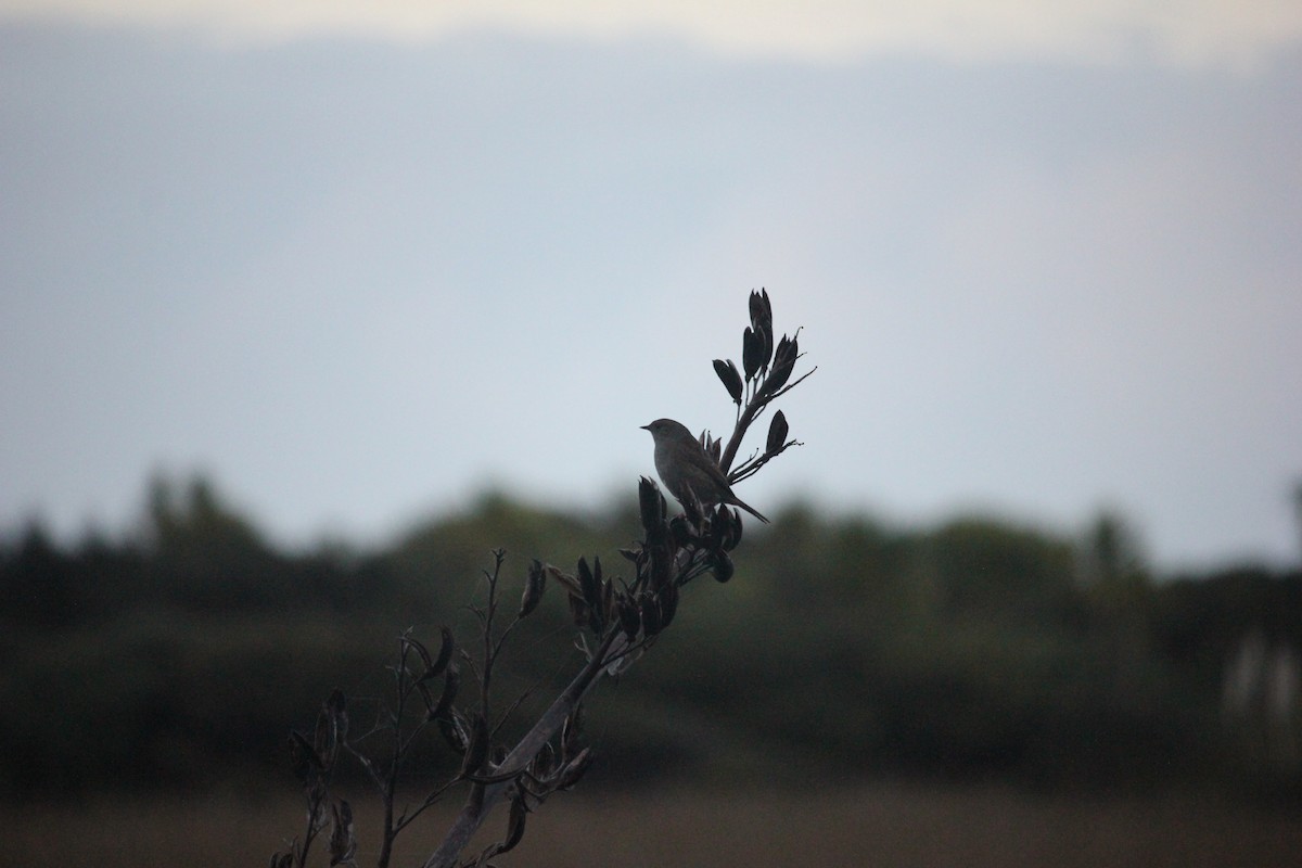 Dunnock - Darron Gedge