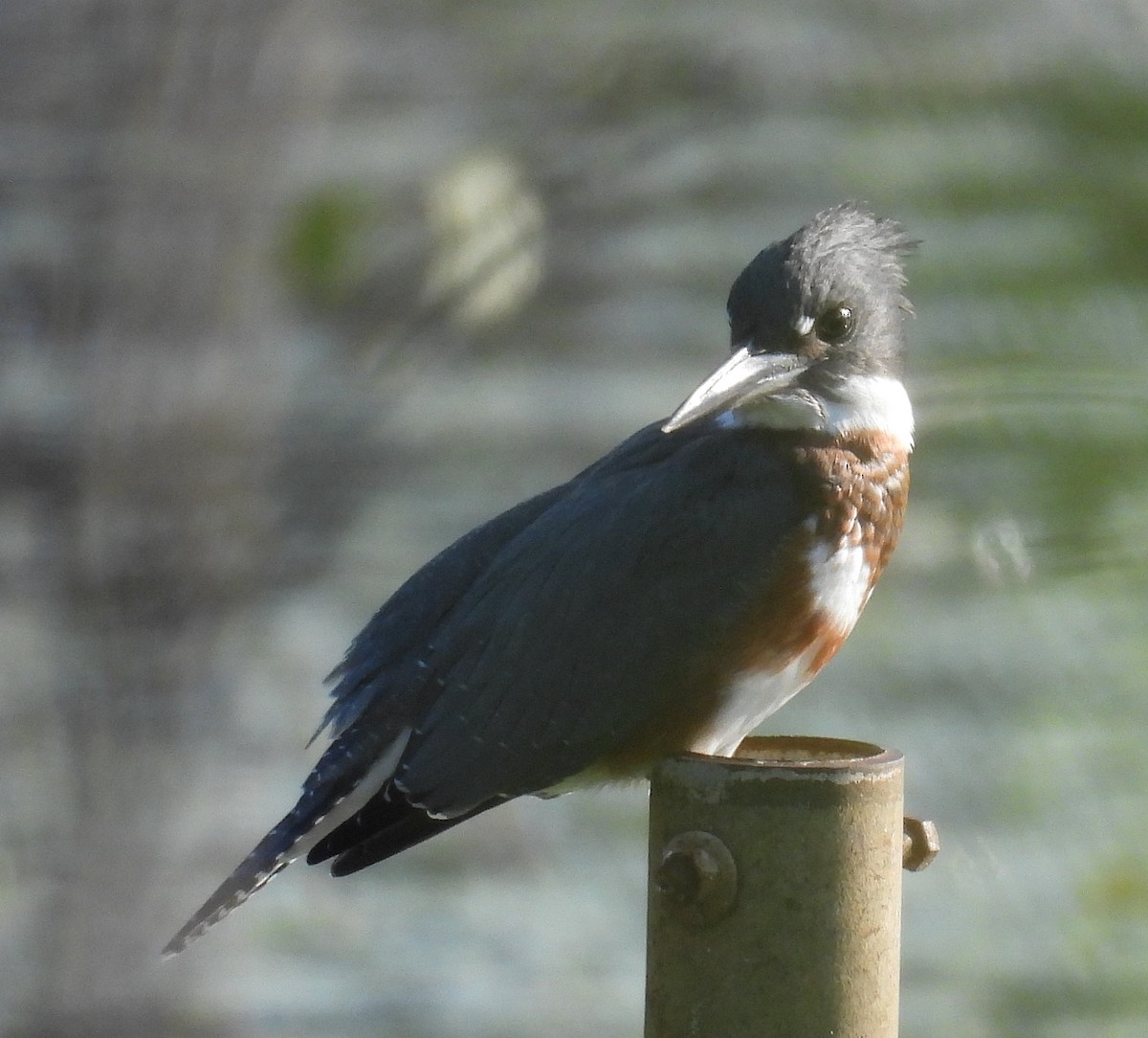 Belted Kingfisher - ML622122957