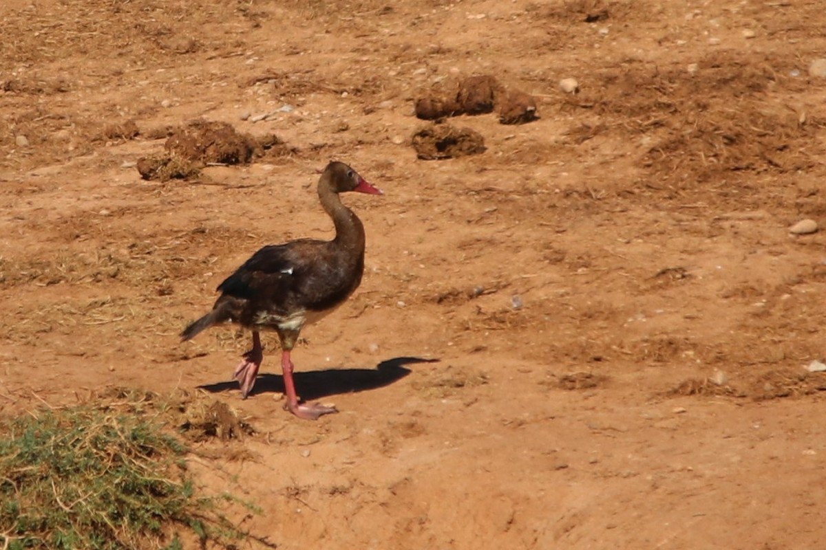 Spur-winged Goose - ML622122958