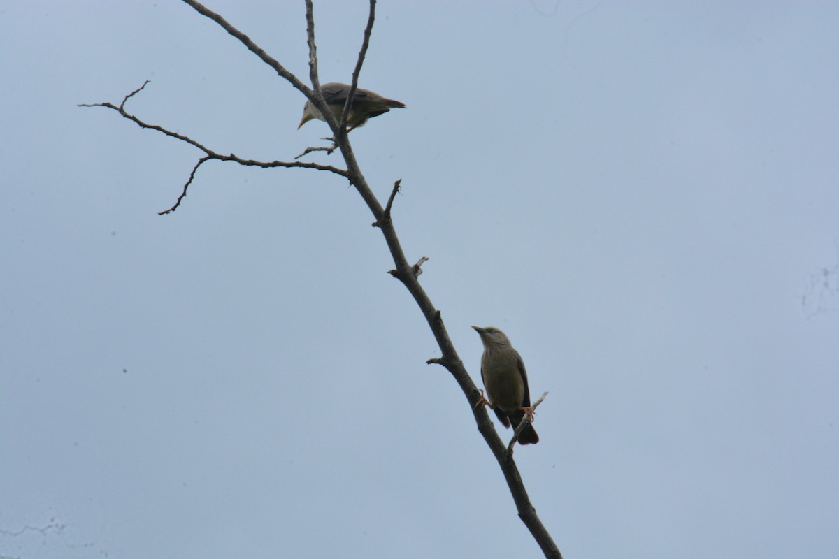 Chestnut-tailed Starling - ML622122959