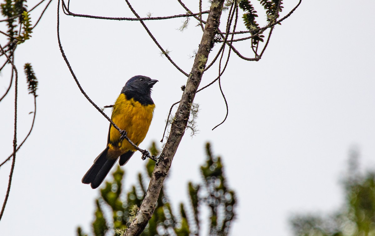 Black-chested Mountain Tanager - ML622122960