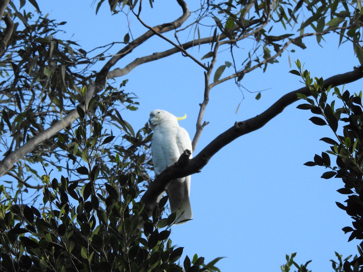 Sulphur-crested Cockatoo - ML622122962