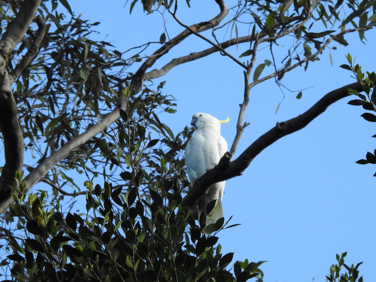 Sulphur-crested Cockatoo - ML622122963