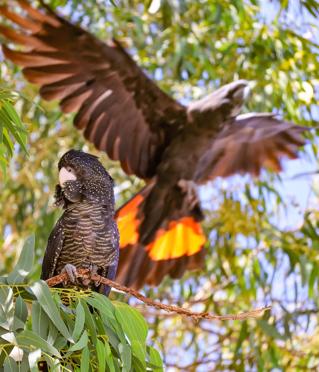 Red-tailed Black-Cockatoo - ML622122964