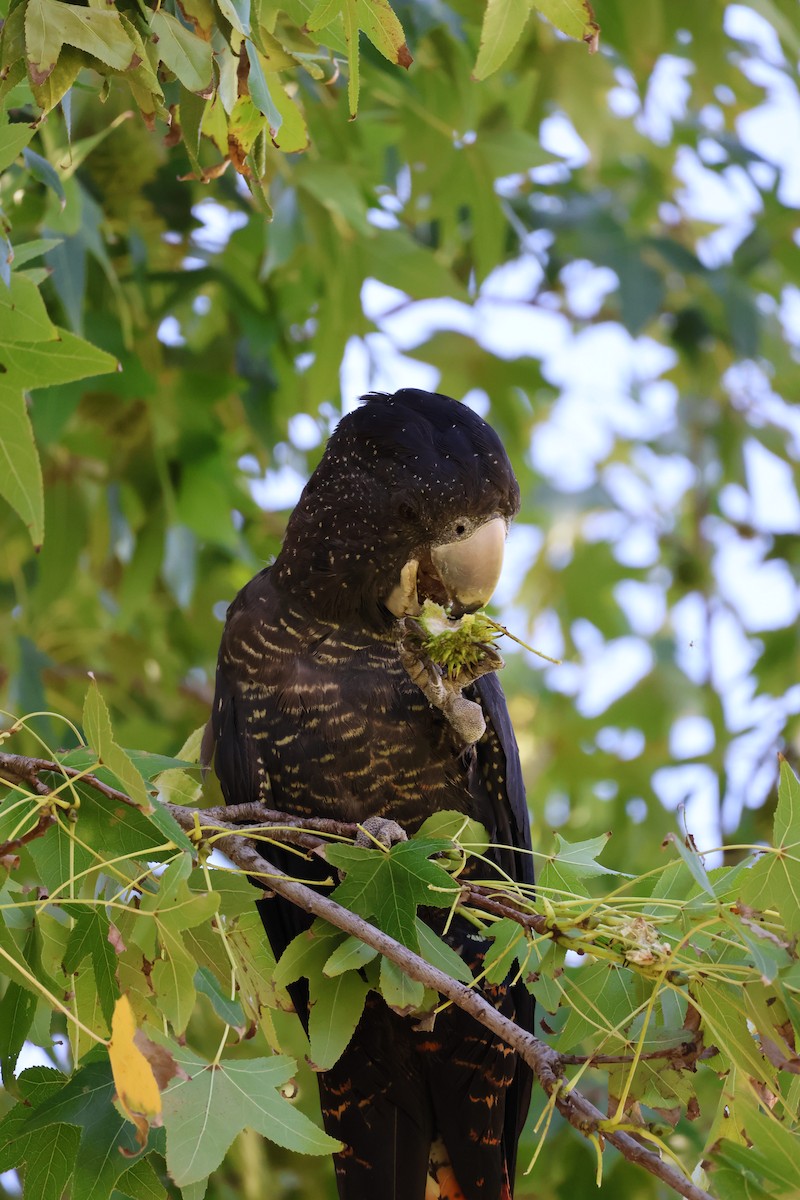 Red-tailed Black-Cockatoo - ML622122965