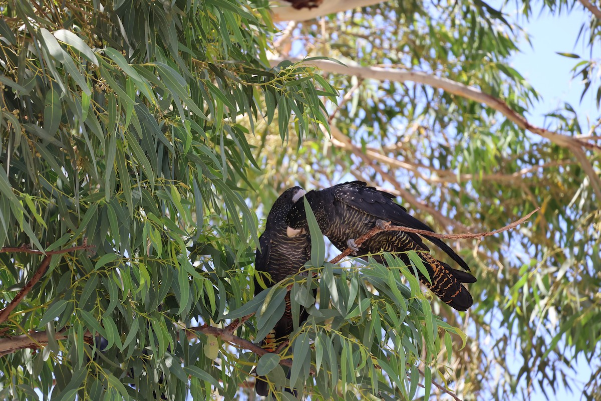 Red-tailed Black-Cockatoo - ML622122966