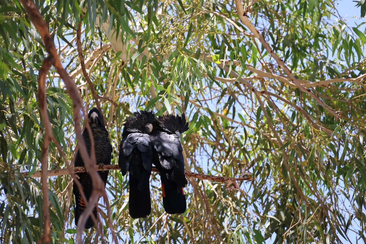 Red-tailed Black-Cockatoo - ML622122967