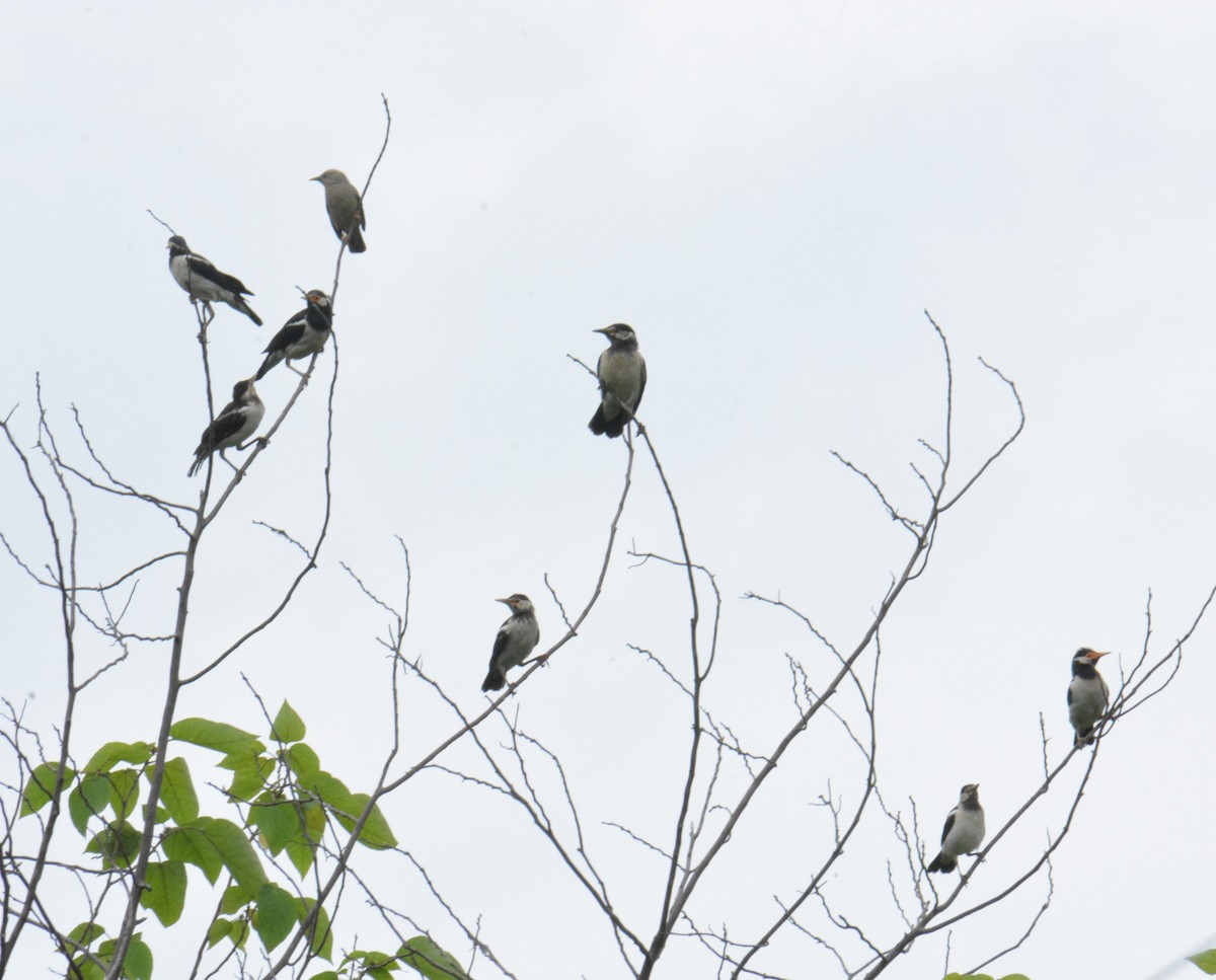 Indian Pied Starling - ML622122968