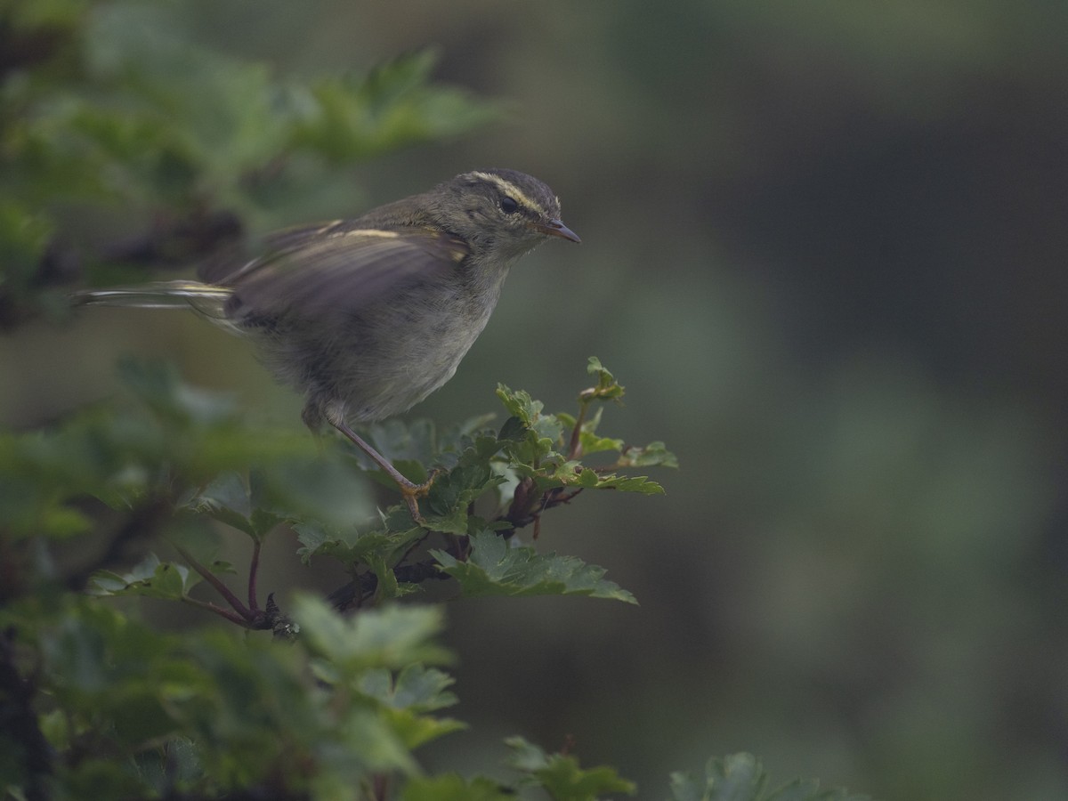 Buff-barred Warbler - ML622122971