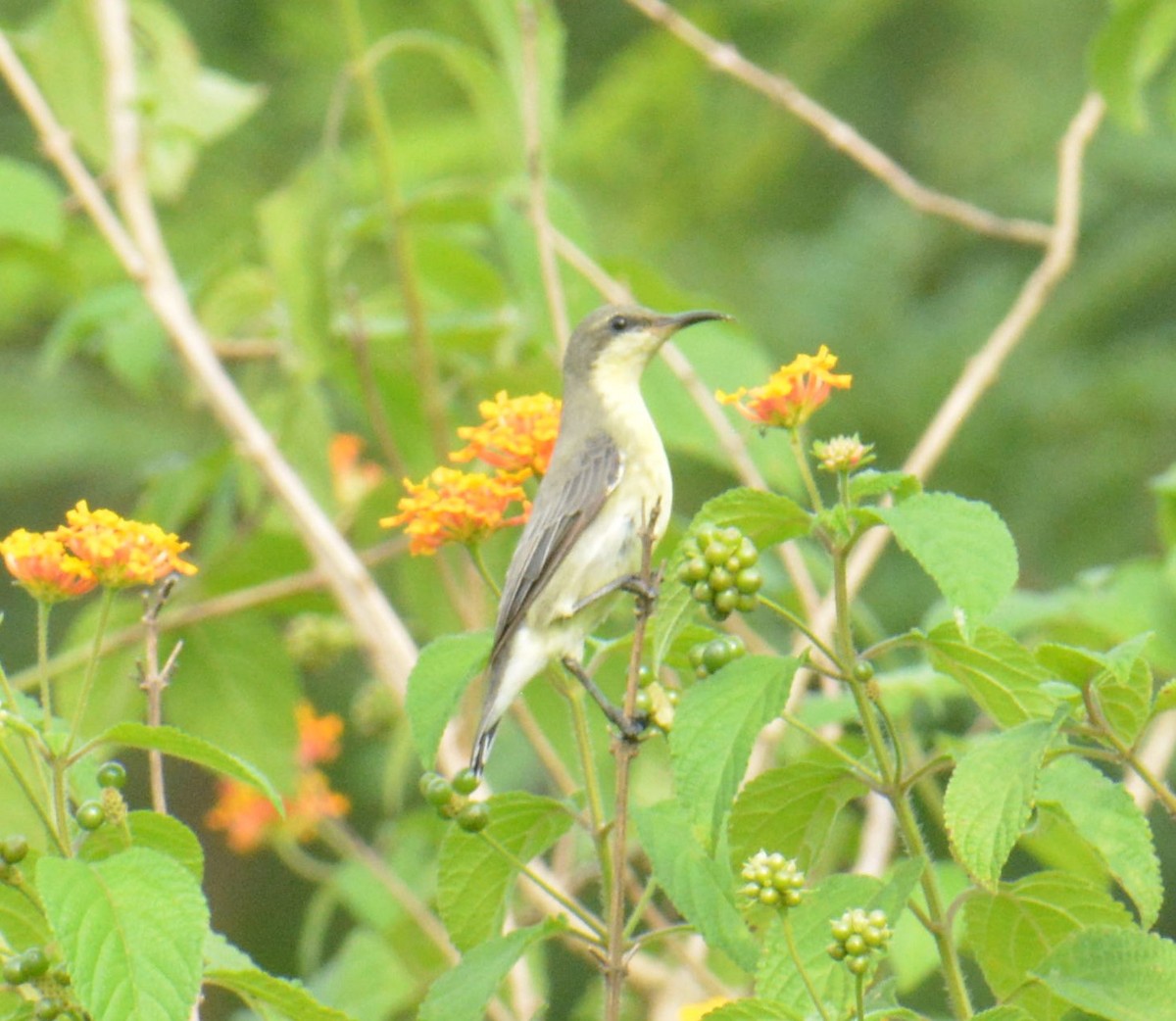 Purple Sunbird - ML622122972