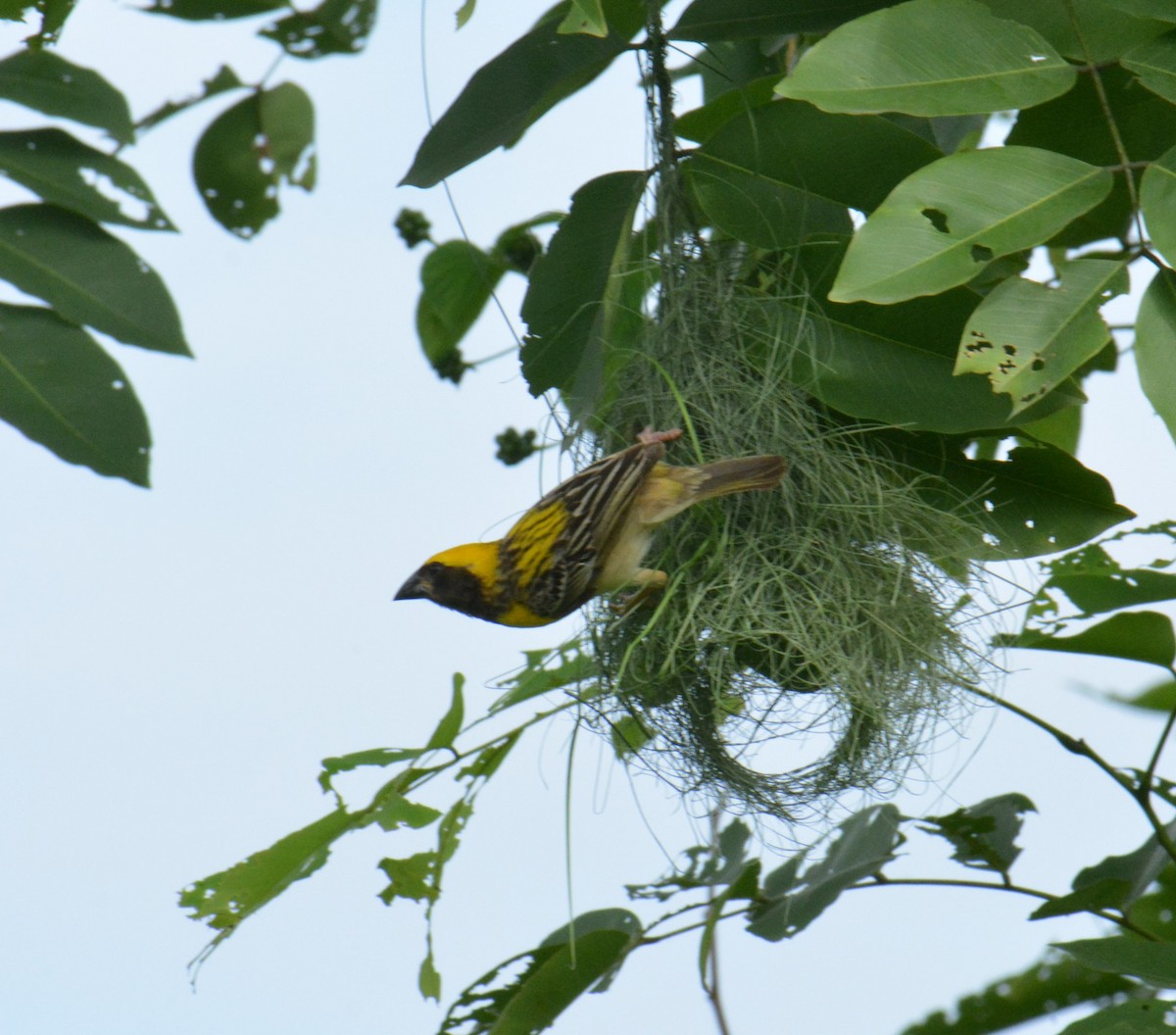 Baya Weaver - ML622122973