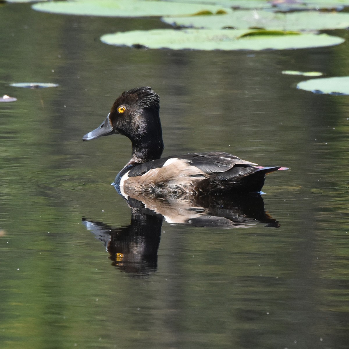 Ring-necked Duck - ML622122974