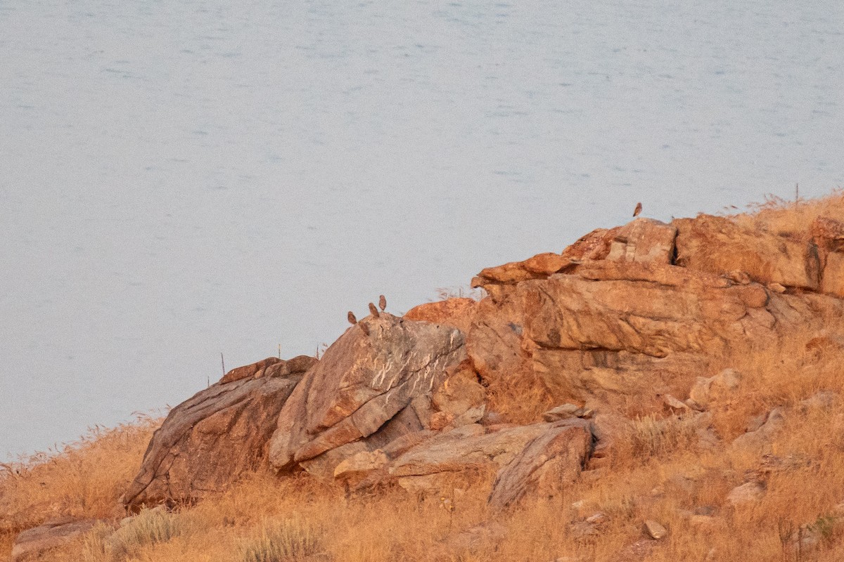 Burrowing Owl (Western) - ML622122975