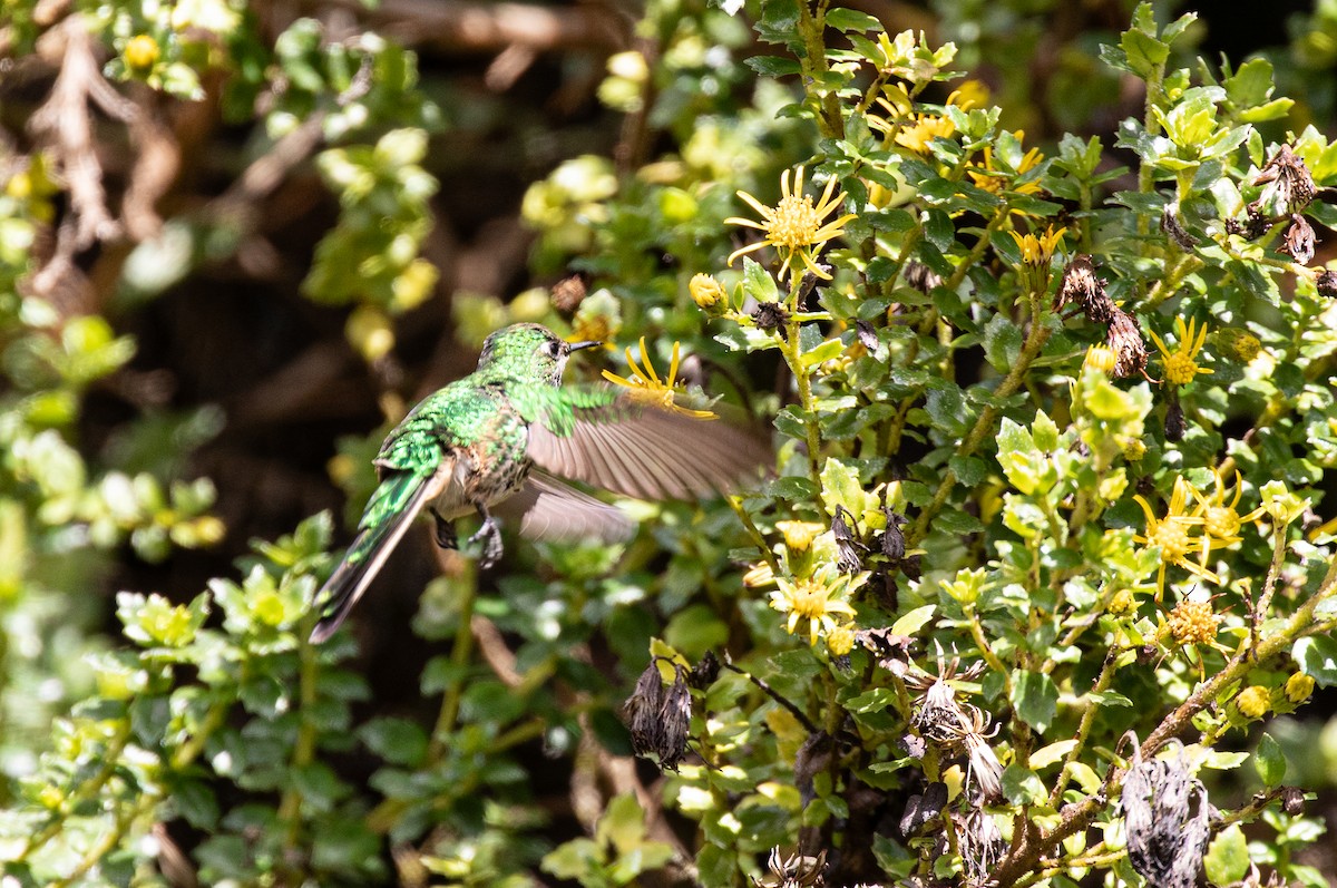 Colibrí Colilargo Menor - ML622122977