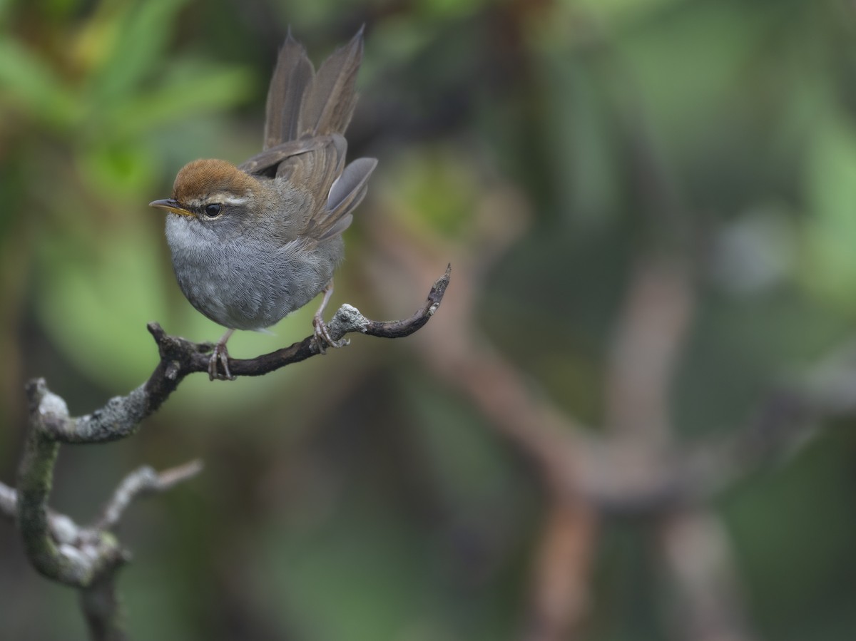 Gray-sided Bush Warbler - ML622122979