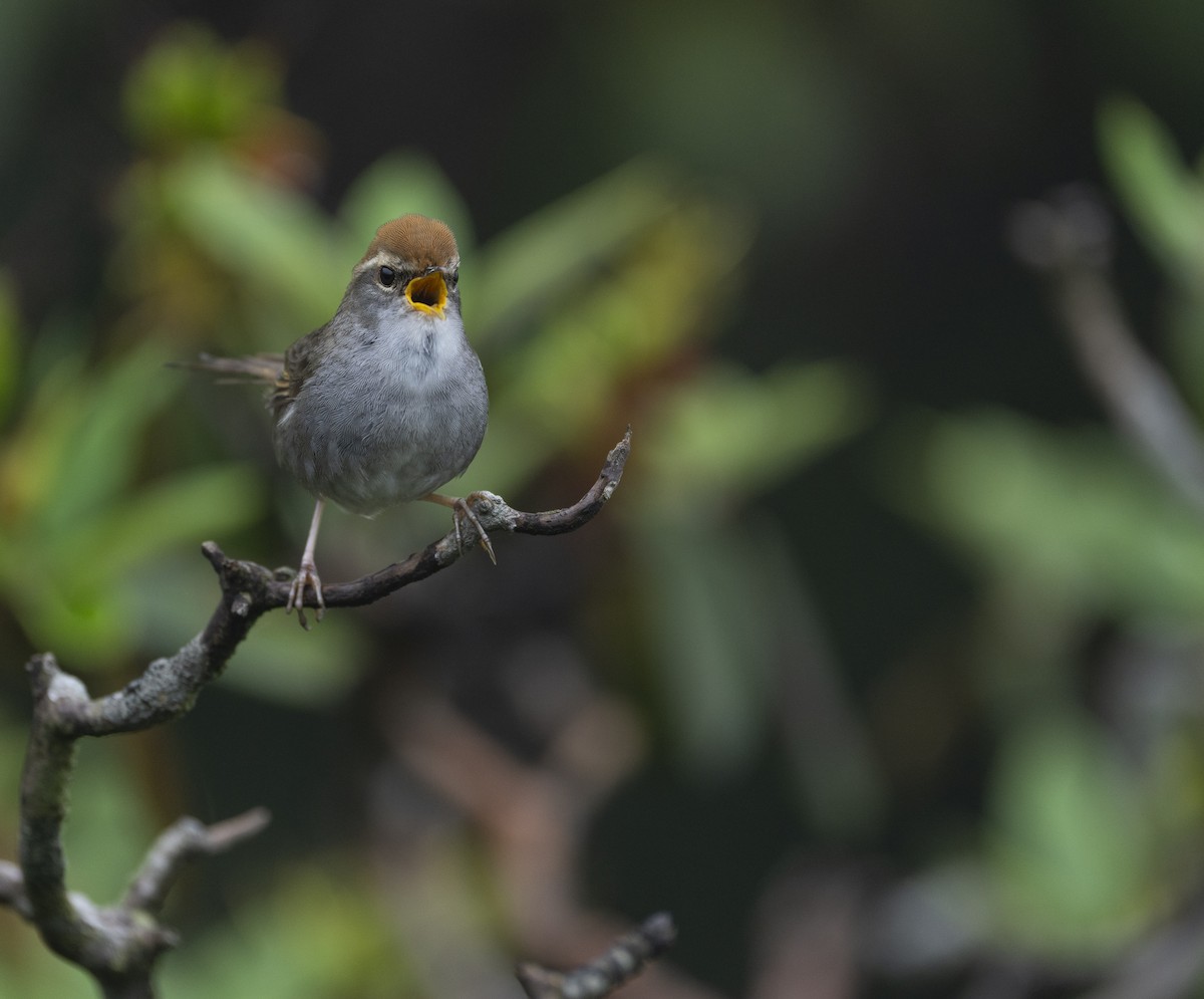 Gray-sided Bush Warbler - ML622122980