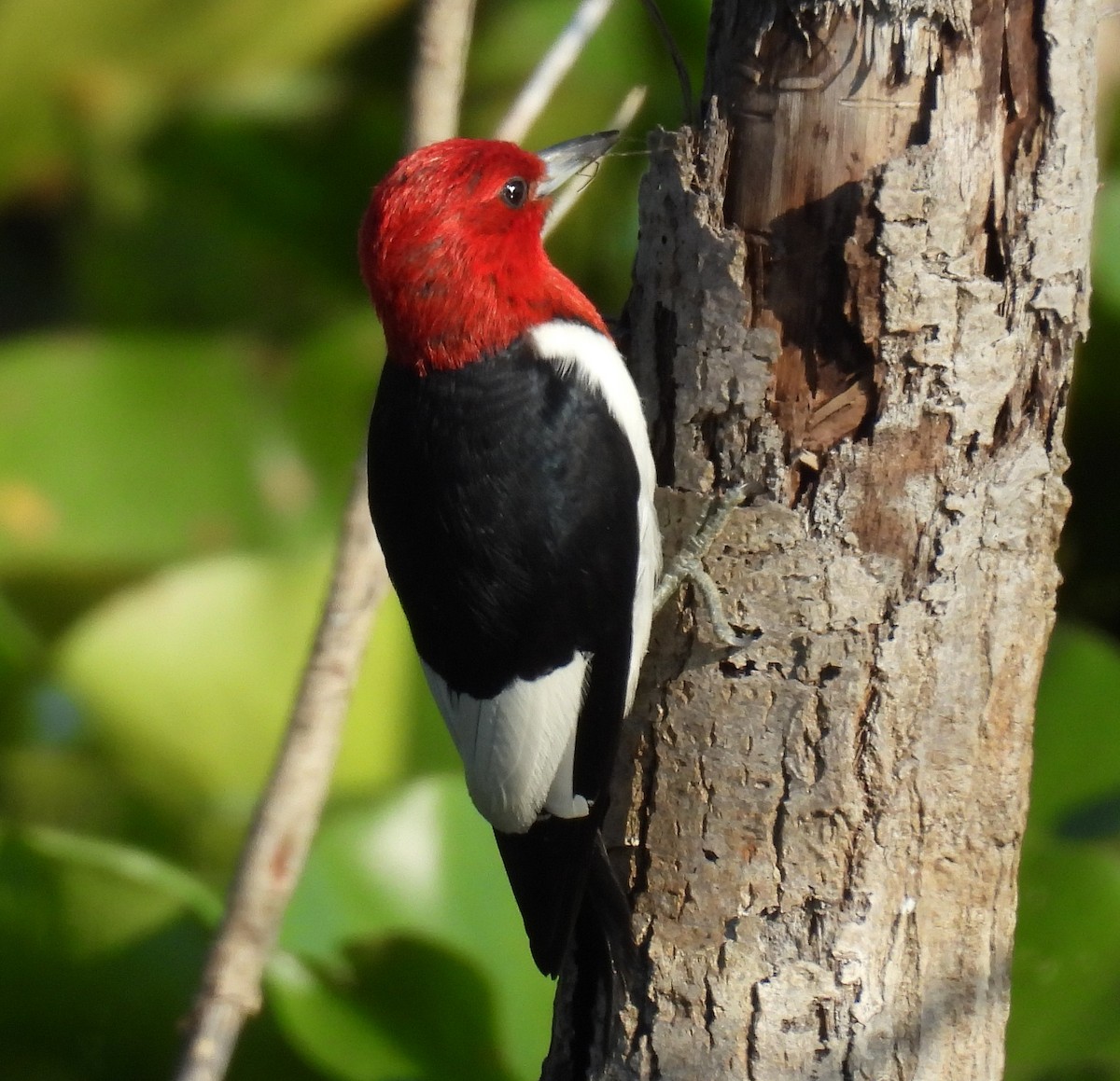 Red-headed Woodpecker - ML622122981