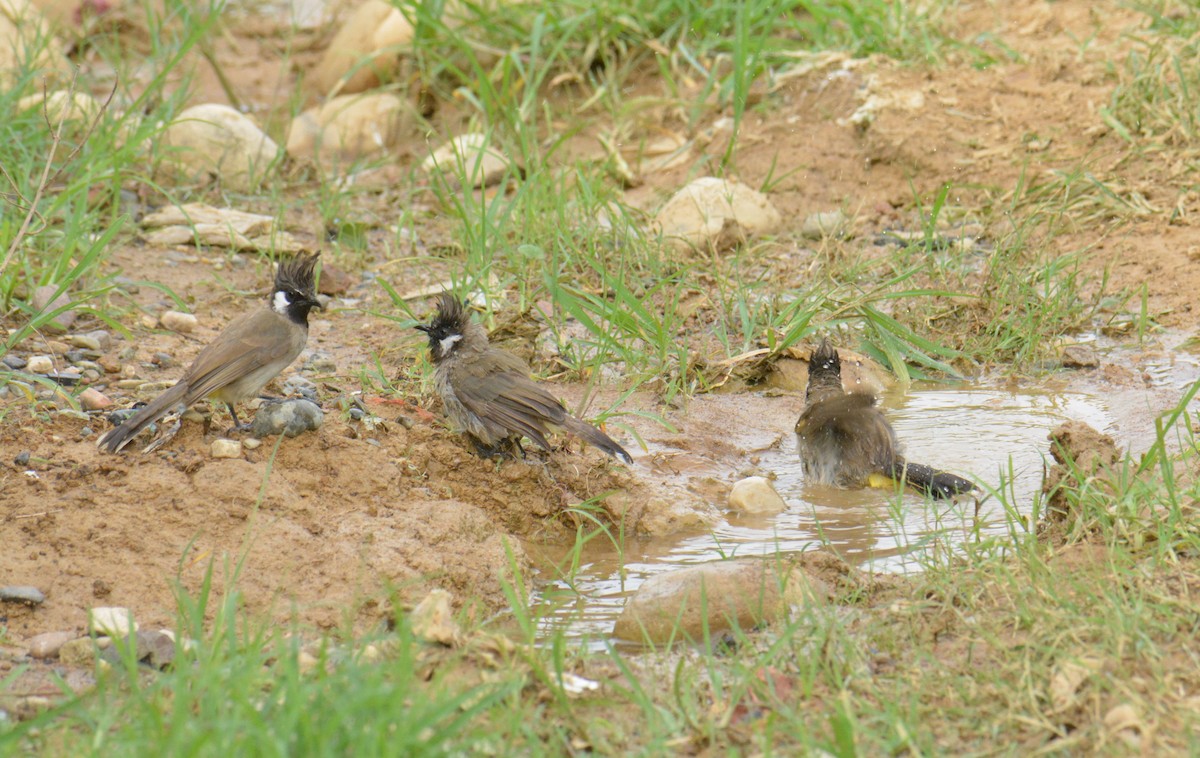 Bulbul Cariblanco - ML622122982