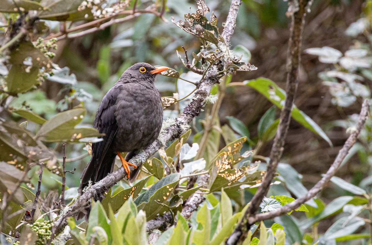 Great Thrush - ML622122983