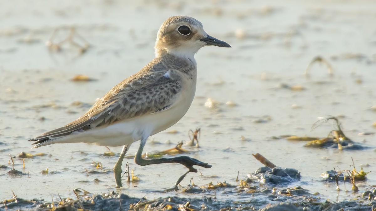 Greater Sand-Plover - ML622122985