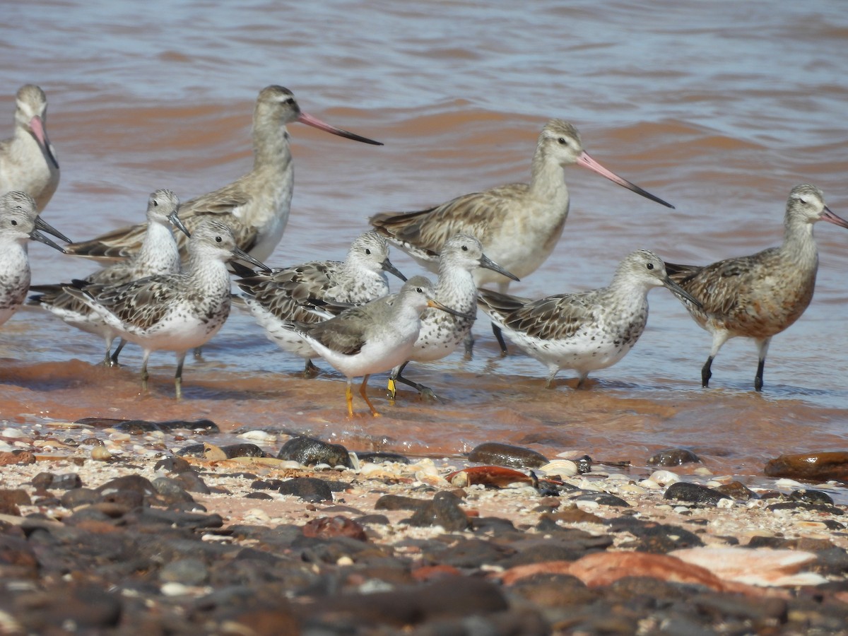 Terek Sandpiper - Chanith Wijeratne