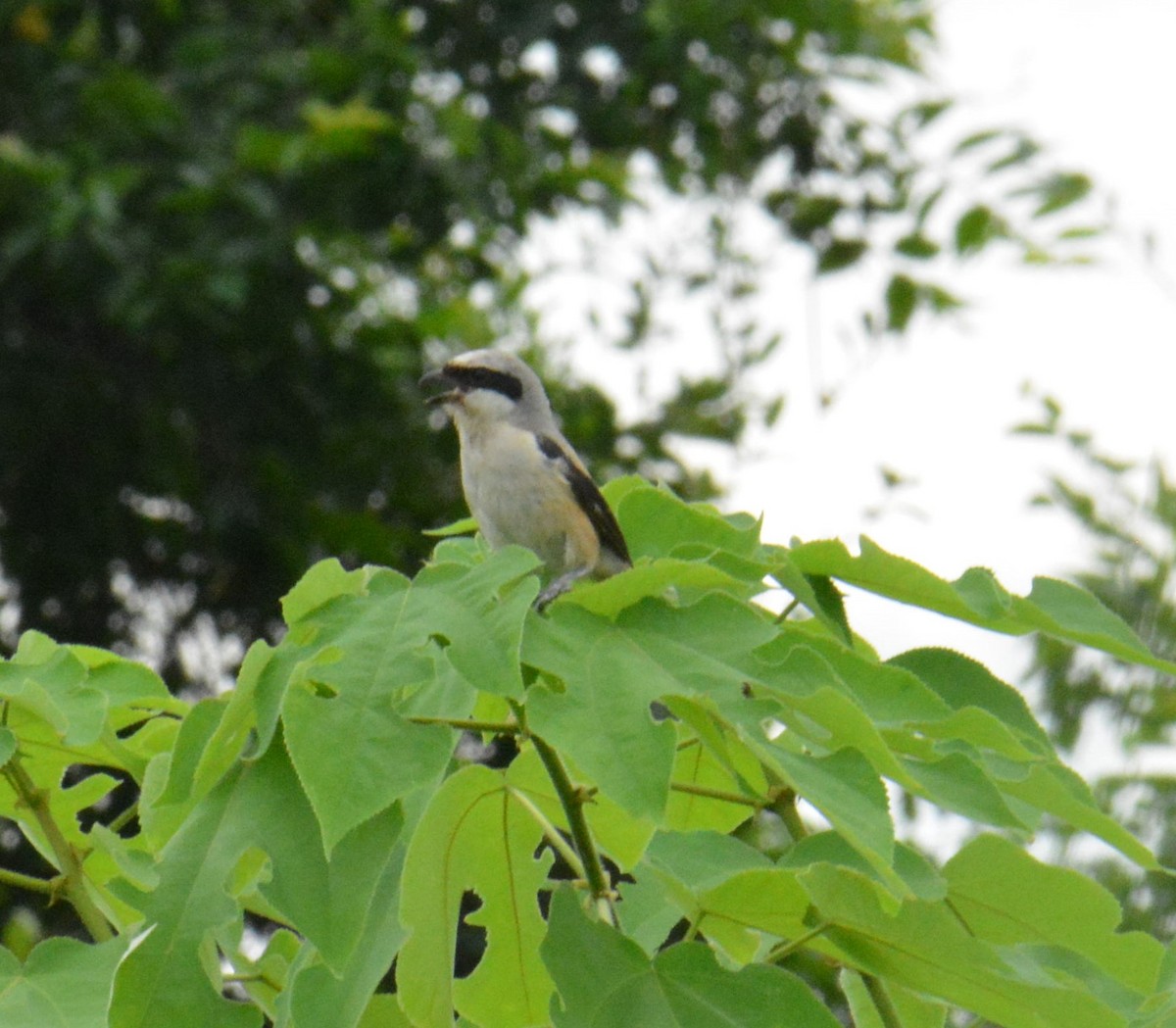 Long-tailed Shrike - Ashish Jha