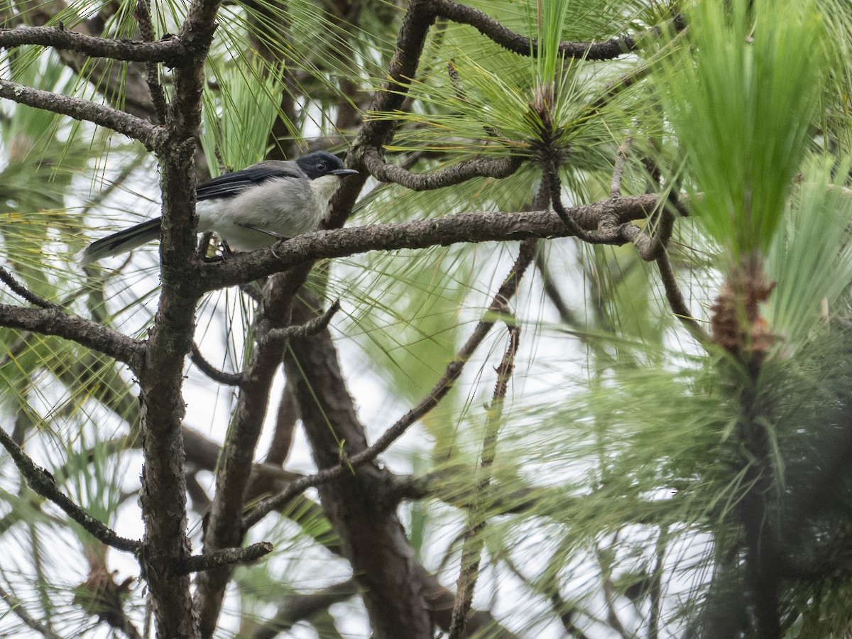 Black-headed Sibia - ML622122999