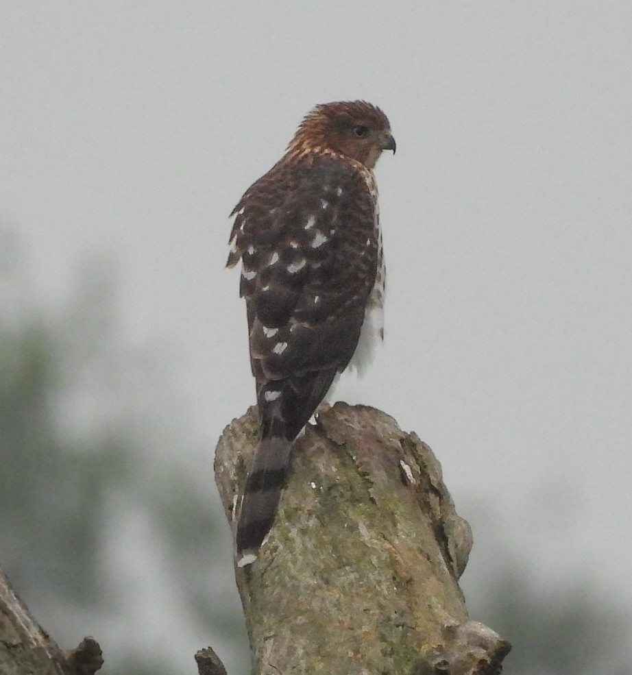 Cooper's Hawk - Jason Short