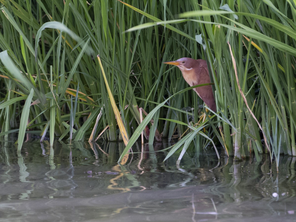 Cinnamon Bittern - LiCheng Wang