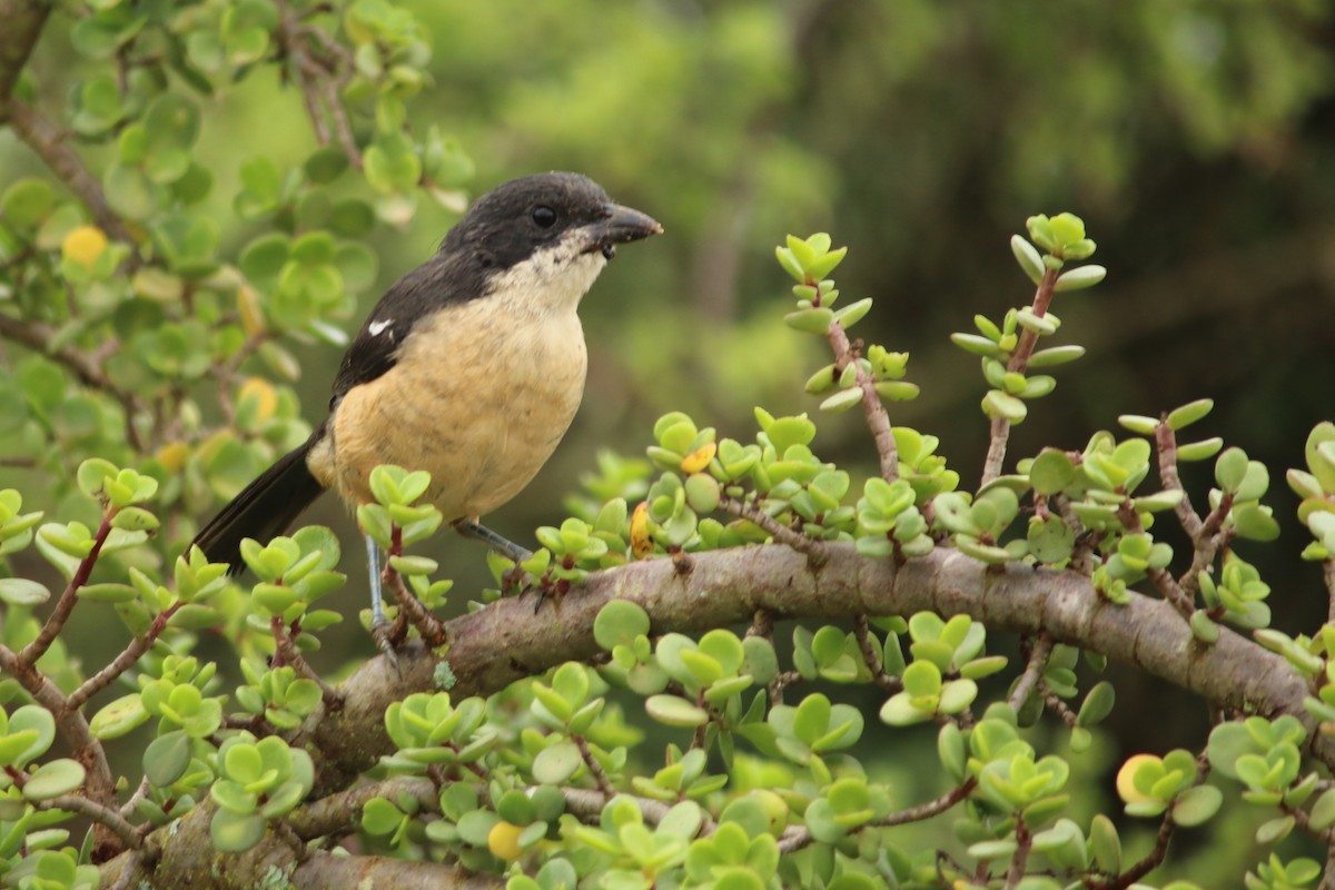 Southern Boubou - ML622123025