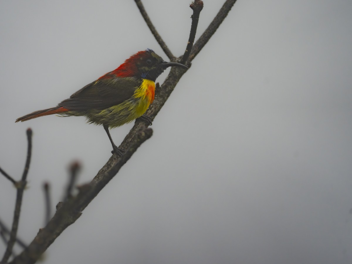 Fire-tailed Sunbird - ML622123026