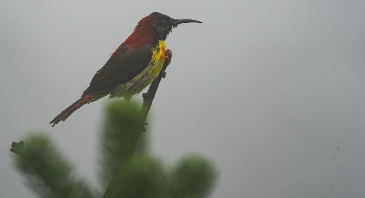 Fire-tailed Sunbird - ML622123027