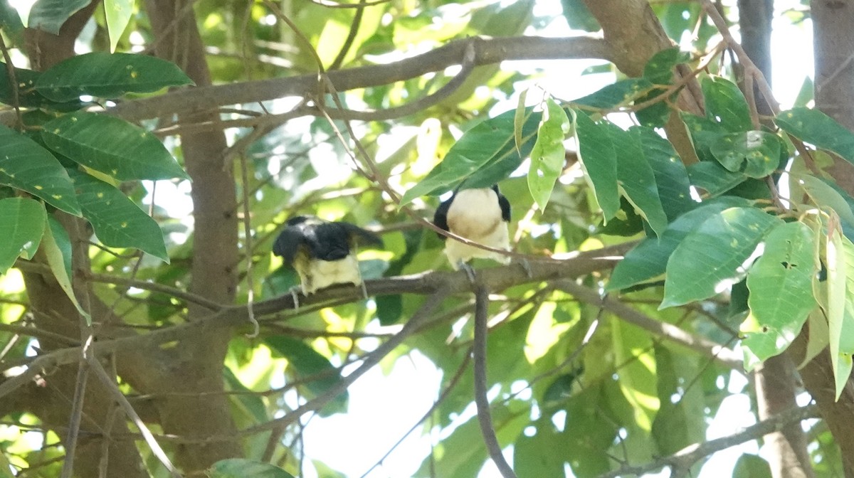 White-mantled Barbet - ML622123030