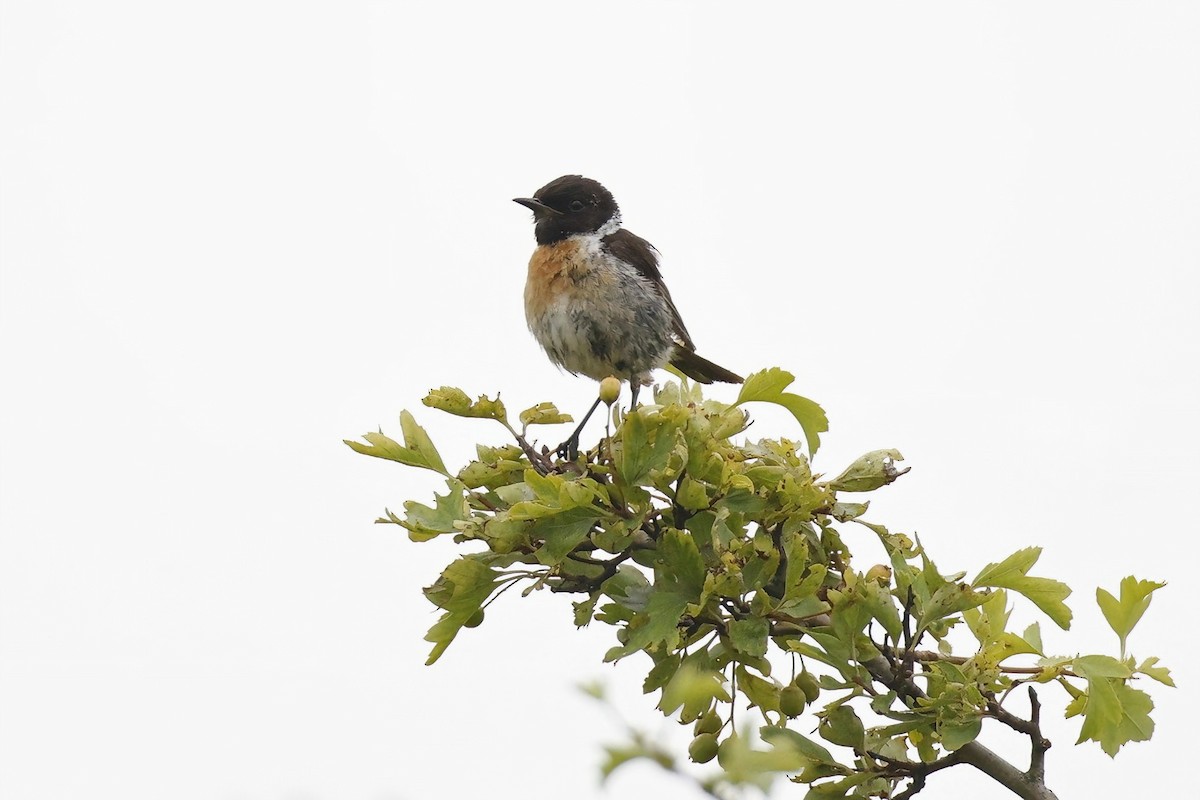 European Stonechat - Marcin Sidelnik