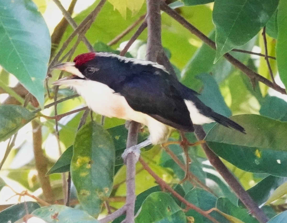 White-mantled Barbet - ML622123037