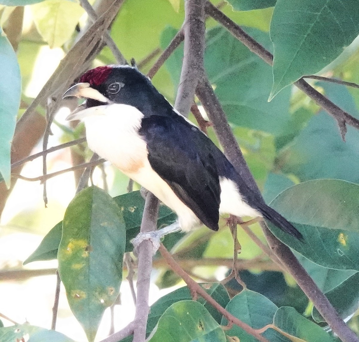 White-mantled Barbet - ML622123042