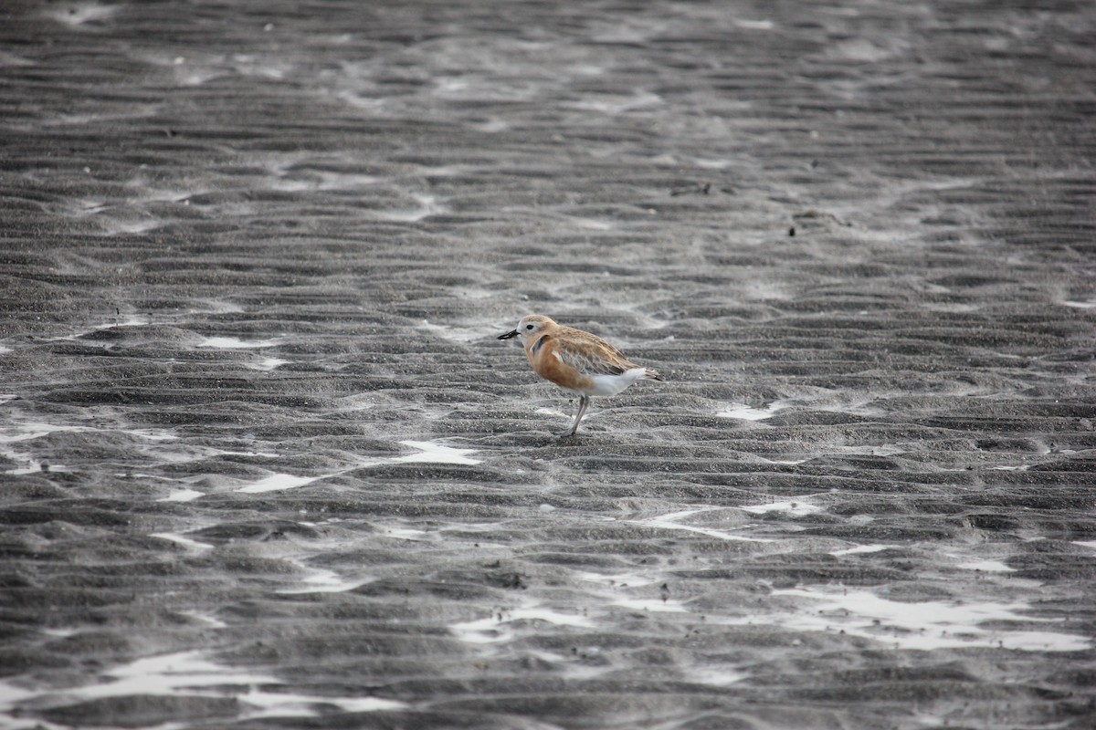 Red-breasted Dotterel - ML622123043