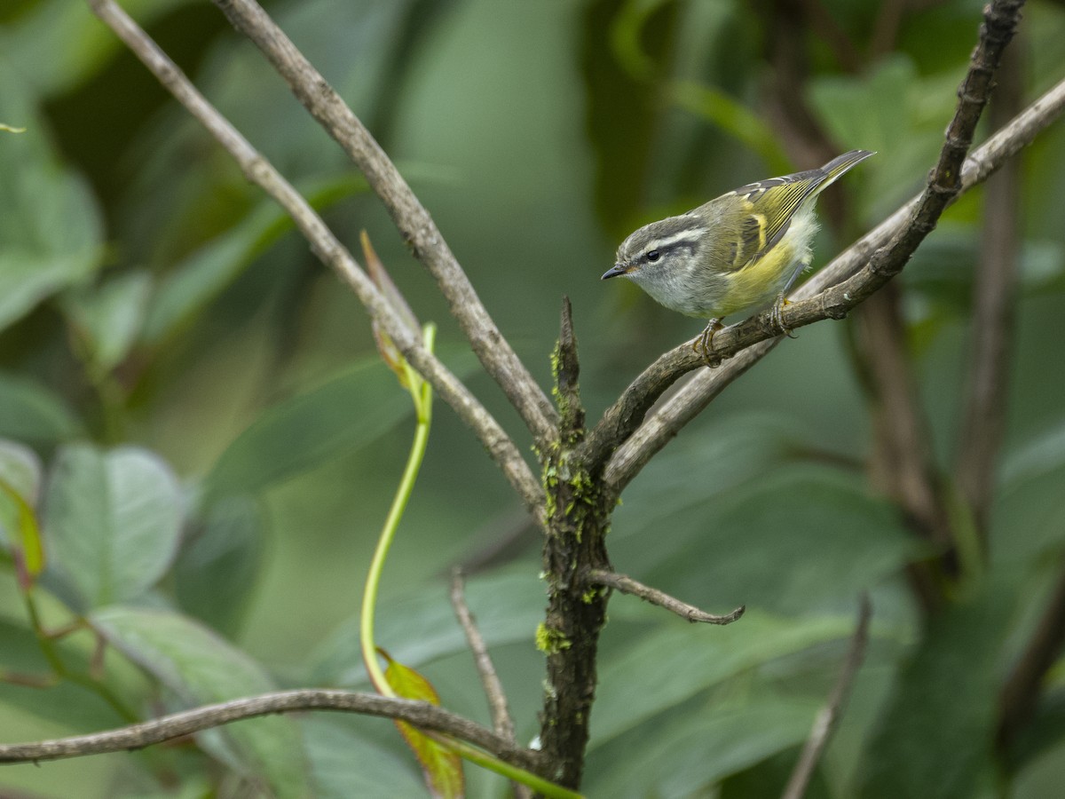 Ashy-throated Warbler - LiCheng Wang