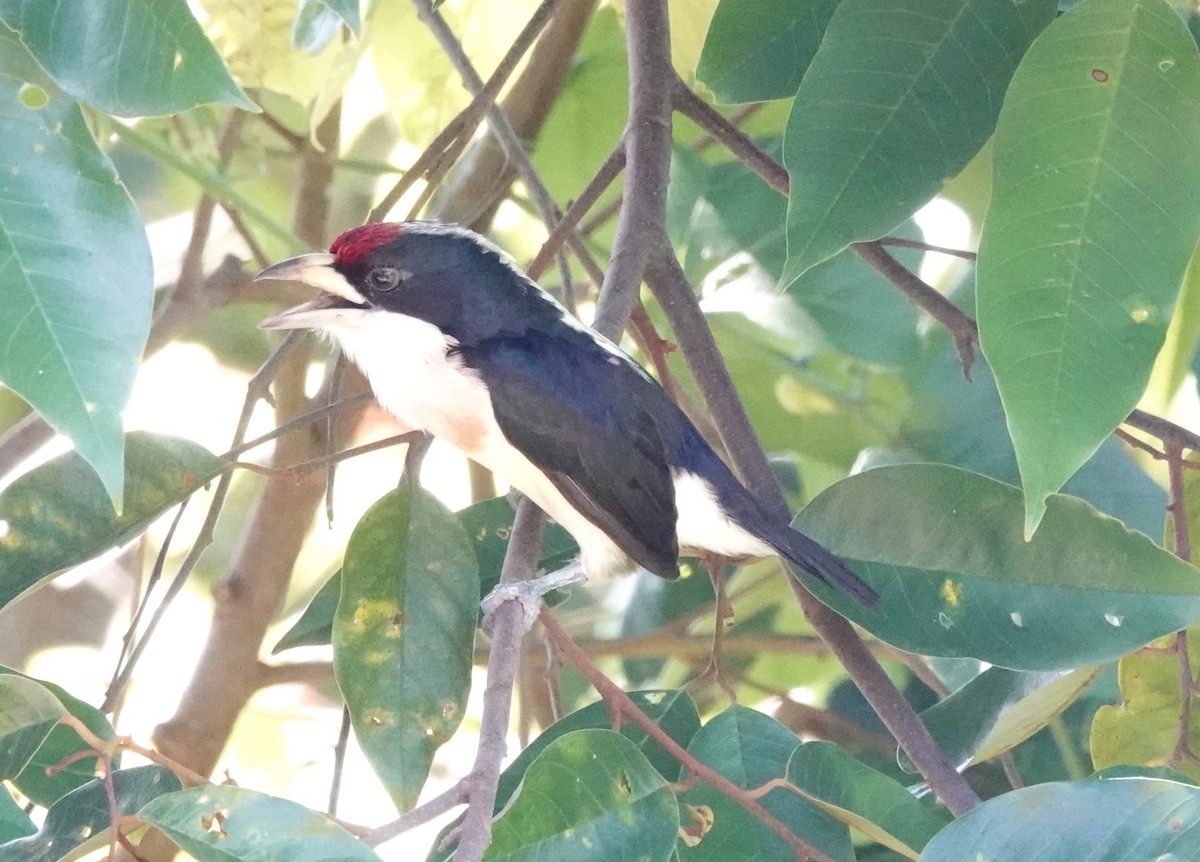 White-mantled Barbet - ML622123049