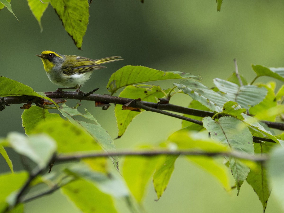 Black-faced Warbler - ML622123051