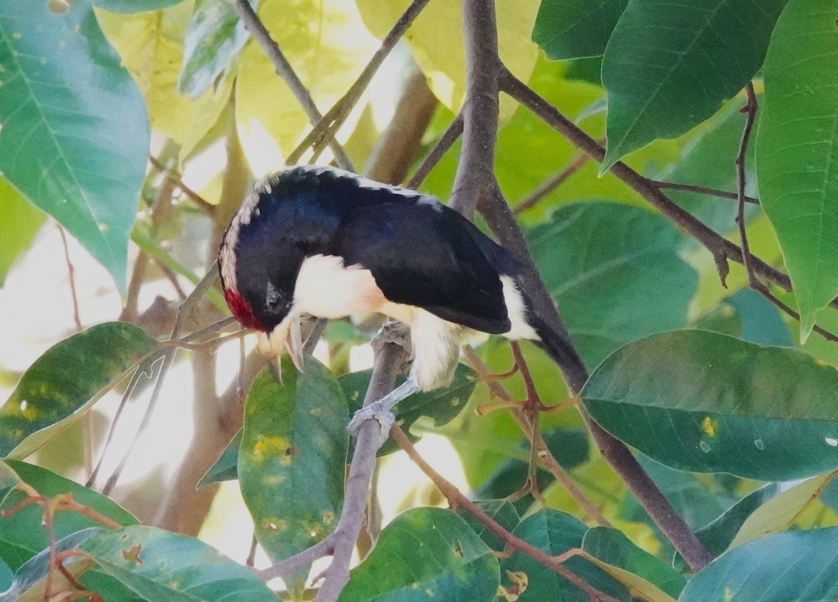 White-mantled Barbet - ML622123055