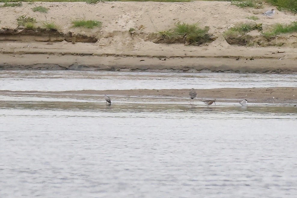 Curlew Sandpiper - ML622123056