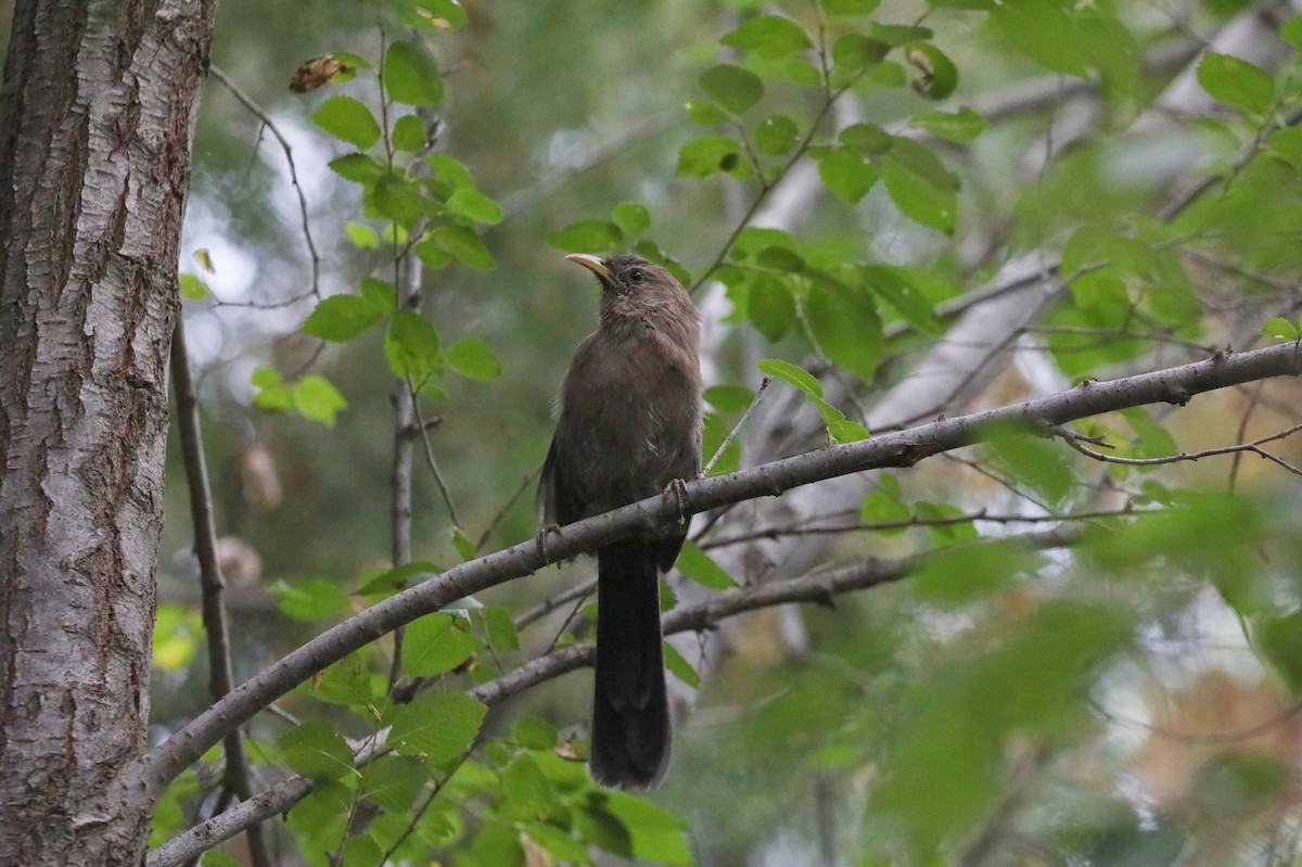 Pere David's Laughingthrush - ML622123057