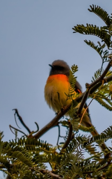 Small Minivet - ML622123058