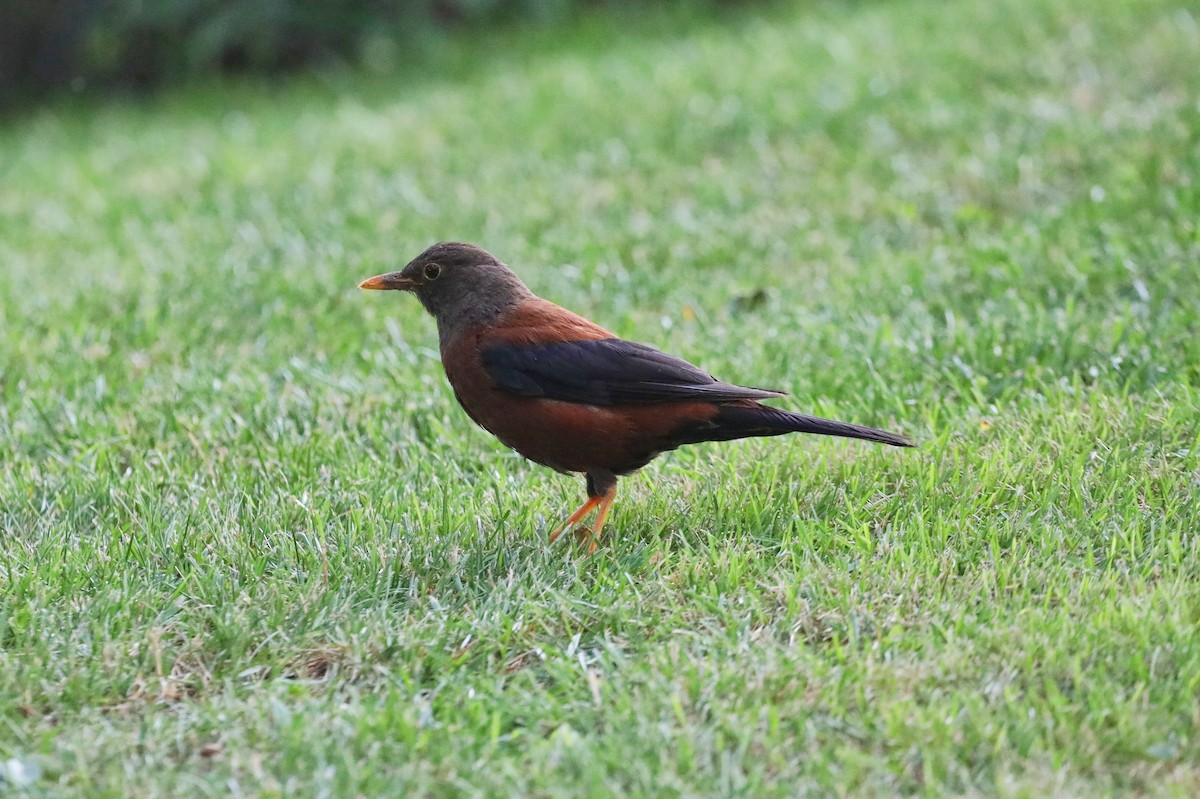 Chestnut Thrush - ML622123059