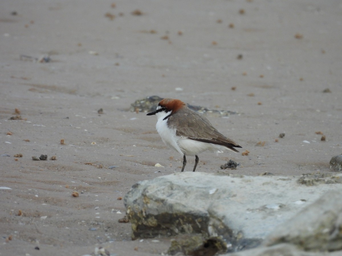 Red-capped Plover - ML622123060