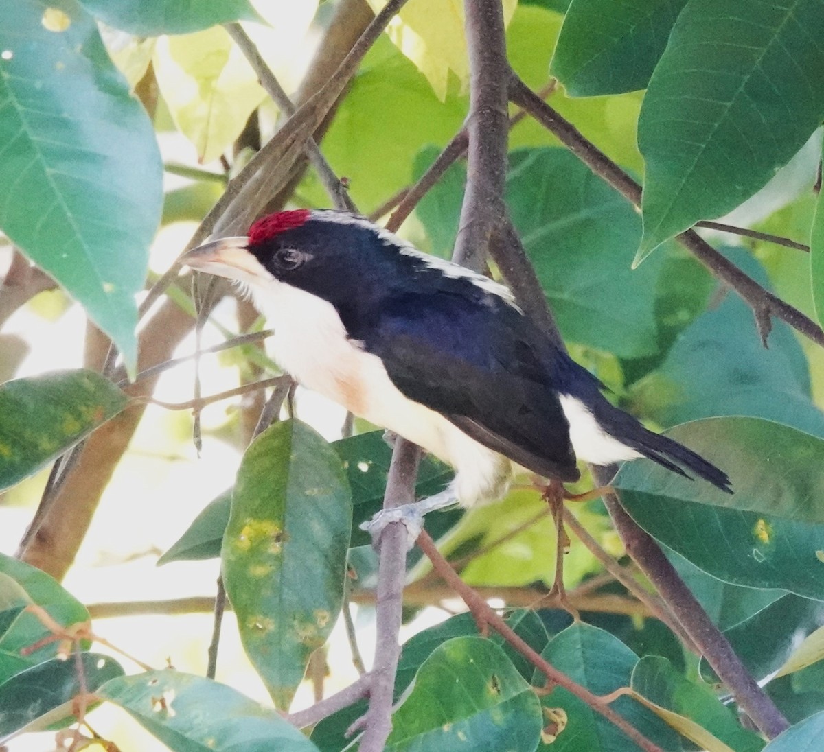 White-mantled Barbet - ML622123061