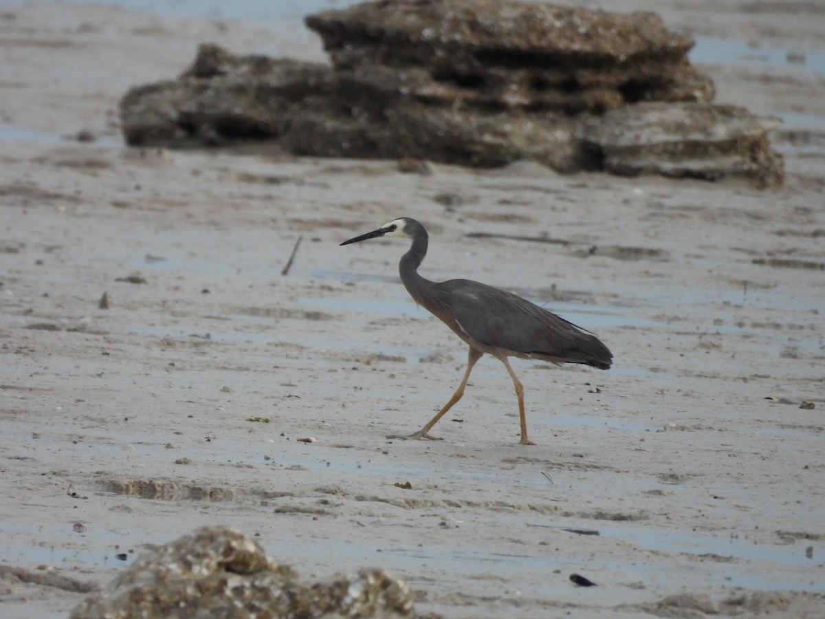 White-faced Heron - ML622123063