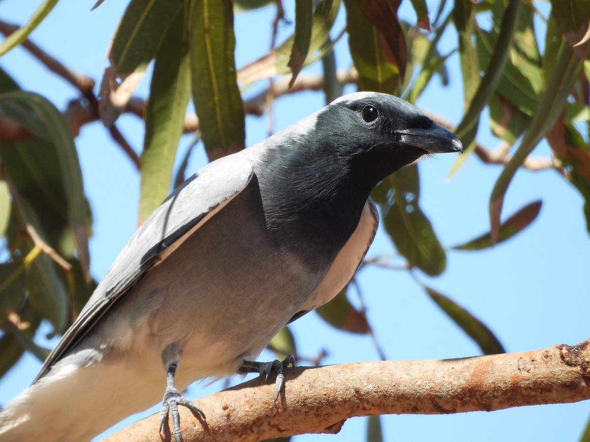 Black-faced Cuckooshrike - ML622123065