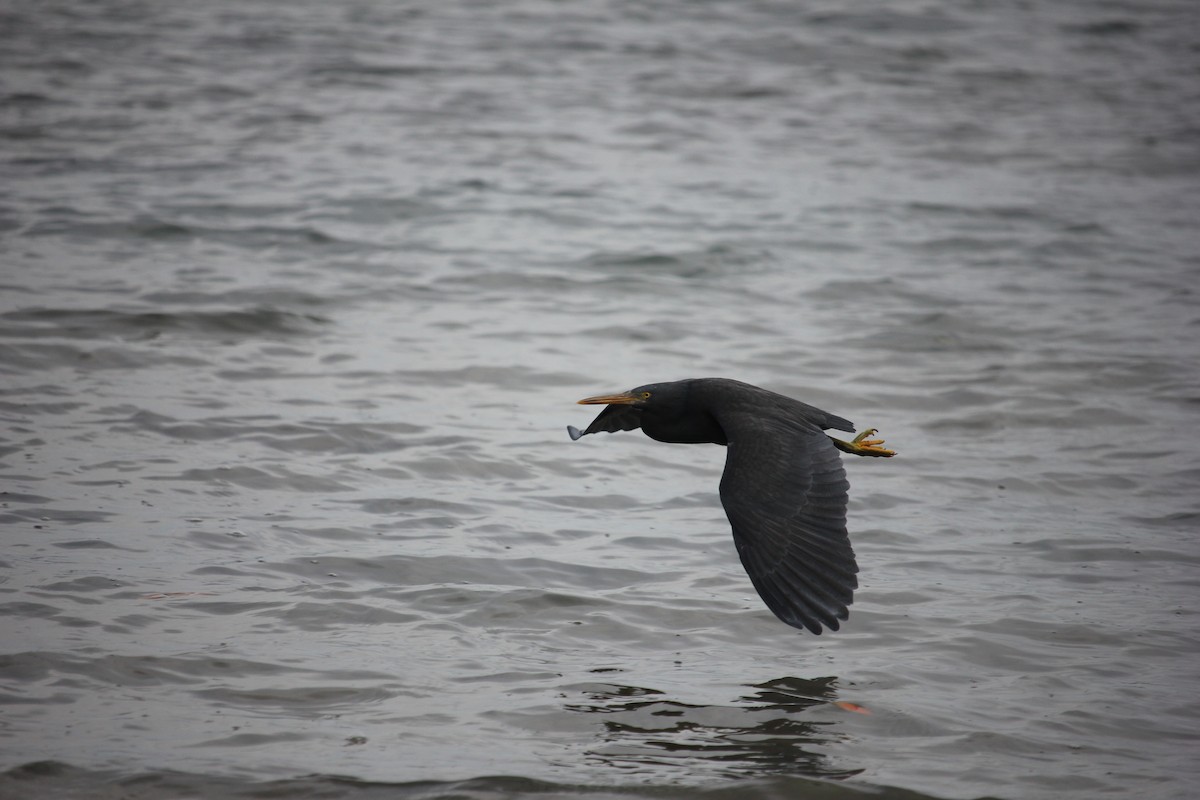 Pacific Reef-Heron - ML622123066